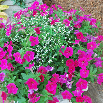 Petunia 'Bingo Perfectunia® Neon Pink' (052972)