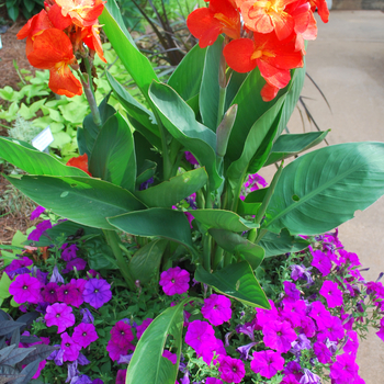 Canna x generalis 'Tropical Red' (052973)