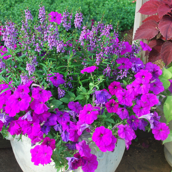 Petunia 'Bingo® Purple' (052975)