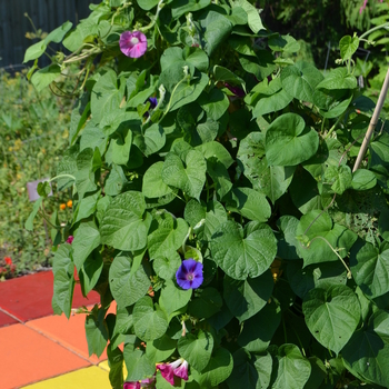 Ipomoea 'Celestial Mix' (053051)