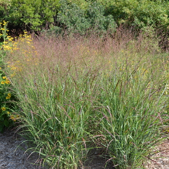 Panicum virgatum 'Thundercloud' (053052)