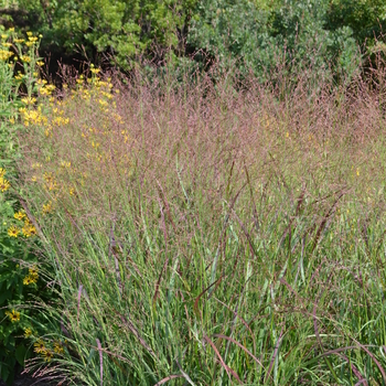 Panicum virgatum 'Thundercloud' (053053)