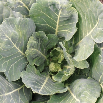 Brassica oleracea var. acephal 'Tiger' (053229)