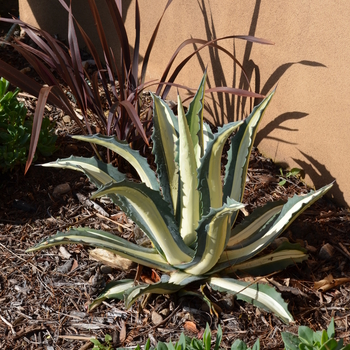 Agave americana 'Marginata' (053498)