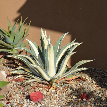 Agave americana 'Marginata' (053499)