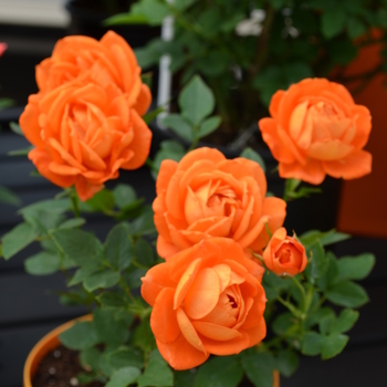 Rosa Sunblaze® '' (053501)