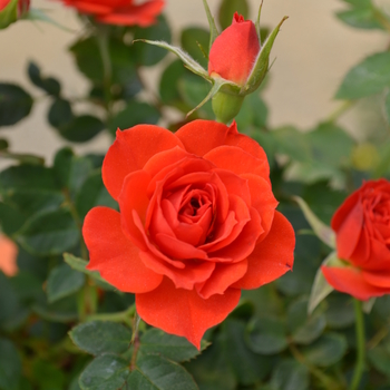 Rosa Sunblaze® '' (053502)