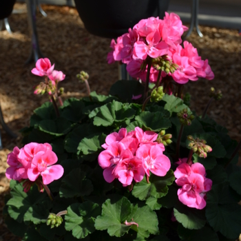 Pelargonium x hortorum 'Savannah Pink' (053512)