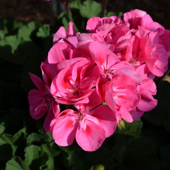 Pelargonium x hortorum 'Savannah Pink' (053513)