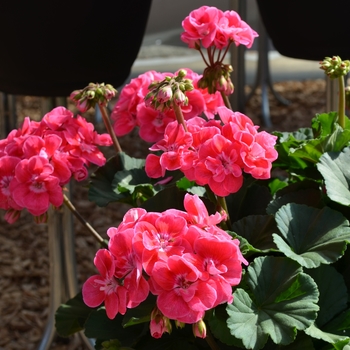 Pelargonium x hortorum 'Savannah Hot Pink Sizzle' (053514)