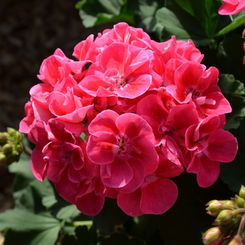 Pelargonium x hortorum 'Savannah Hot Pink Sizzle' (053515)