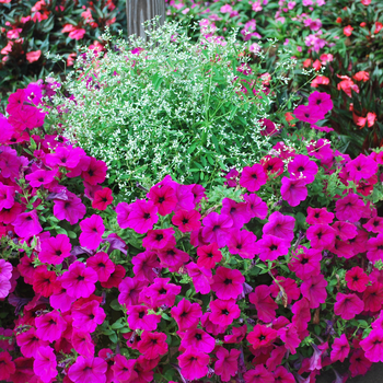 Petunia Wave® 'Purple' (053522)