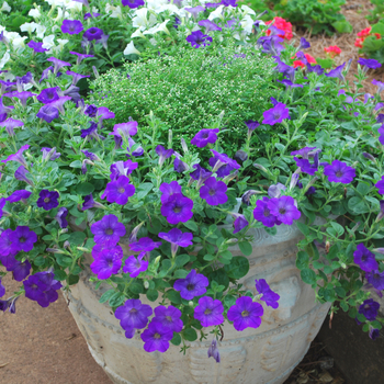 Petunia Sanguna® 'Atomic Blue' (053523)