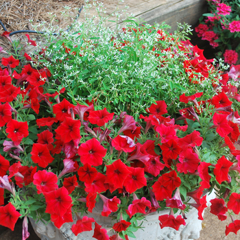 Petunia Sweetunia® 'Hot Rod Red' (053525)