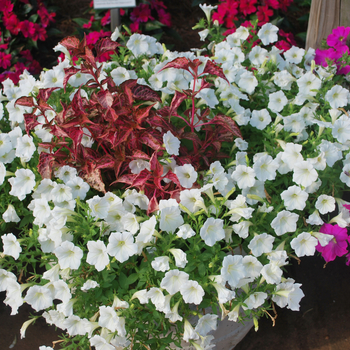 Petunia Shock Wave™ 'Ivory' (053527)