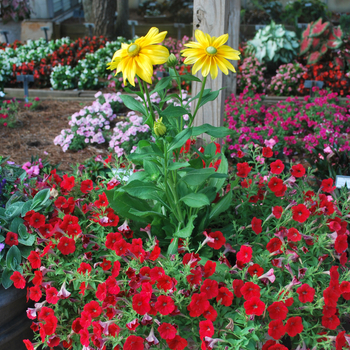 Petunia Shock Wave™ 'Red' (053531)