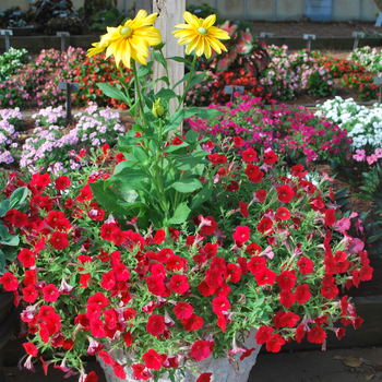 Petunia Shock Wave™ 'Red' (053533)