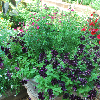 Petunia 'Pinstripe' (053539)