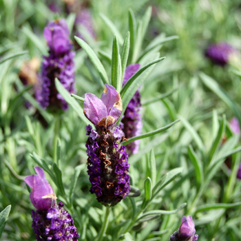 Lavandula stoechas 'Purple Wings' (053546)