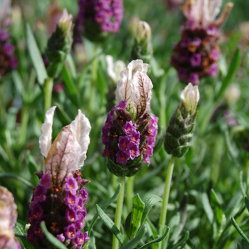 Lavandula stoechas Ruffles™ 'Boysenberry Ruffles' (053553)