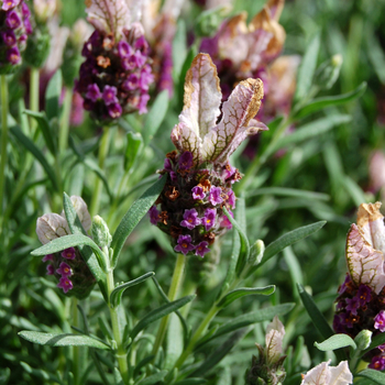 Lavandula stoechas Ruffles™ 'Boysenberry Ruffles' (053554)