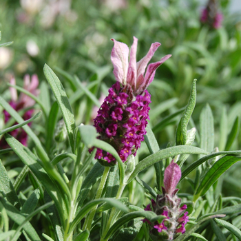 Lavandula stoechas 'Mulberry Ruffles' (053557)