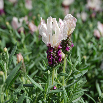 Lavandula stoechas 'Sweetberry Ruffles' (053561)