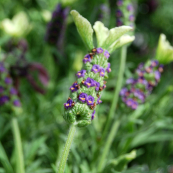 Lavandula stoechas 'St. Tiara' (053563)