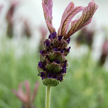 Lavandula stoechas 'Vanessa Leigh' (053565)