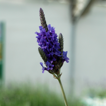 Lavandula pinnata '' (053567)