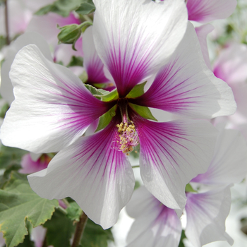 Lavatera maritima '' (053568)