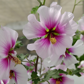 Lavatera maritima '' (053569)