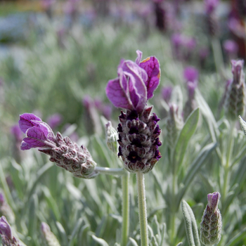 Lavandula stoechas '' (053572)