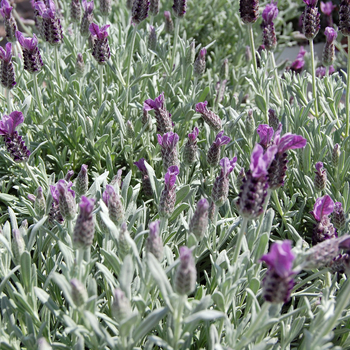 Lavandula stoechas '' (053573)