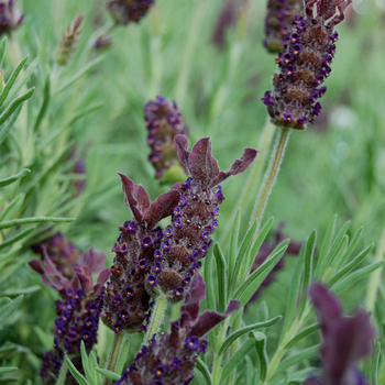 Lavandula stoechas 'Blue Star' (053574)