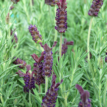 Lavandula stoechas 'Blue Star' (053575)