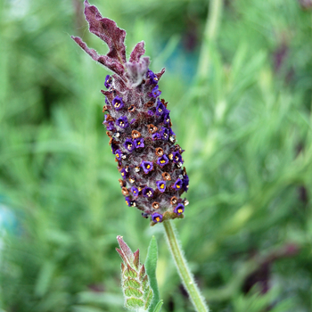 Lavandula stoechas 'Blue Star' (053576)