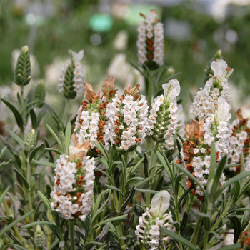 Lavandula stoechas 'Devonshire Compact White' (053578)