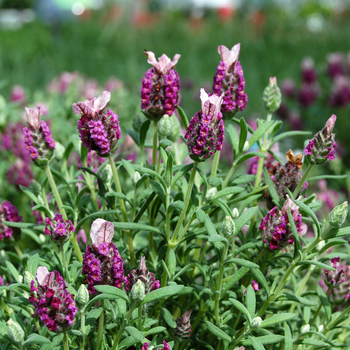 Lavandula stoechas 'Kew Red' (053582)