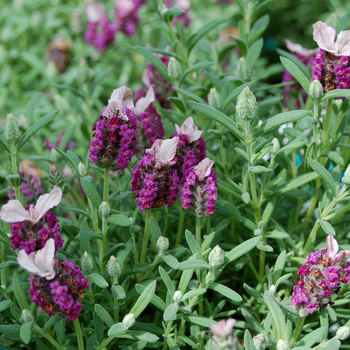 Lavandula stoechas 'Kew Red' (053583)