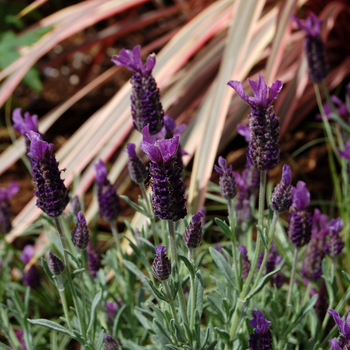 Lavandula stoechas '' (053587)