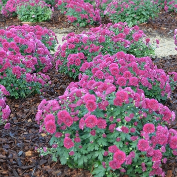 Chrysanthemum x morifolium 'Adiva Purple' (053590)