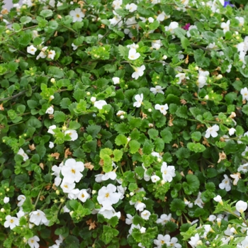 Sutera cordata 'White Wedding' (053654)