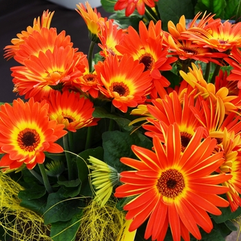 Gerbera 'Barbecue on Fire®' (053655)