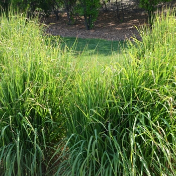 Miscanthus sinensis v. purpurascens '' (053670)