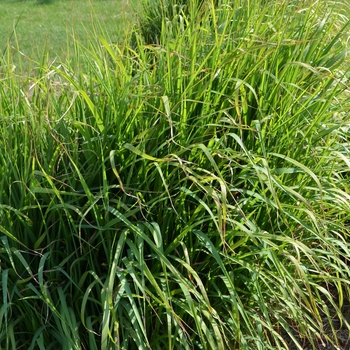 Miscanthus sinensis v. purpurascens '' (053671)