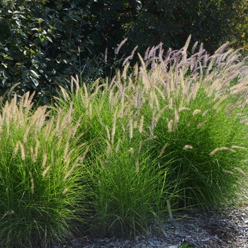 Pennisetum orientale 'Karley Rose' (053672)