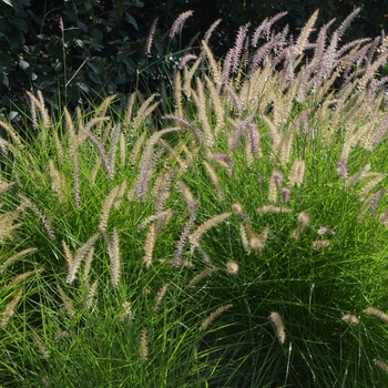 Pennisetum orientale 'Karley Rose' (053673)