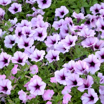 Petunia Supertunia® 'Bordeaux™' (053674)