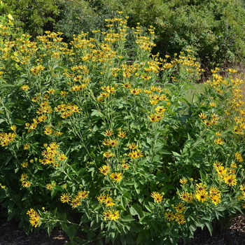 Rudbeckia subtomentosa 'Little Henry' (053703)